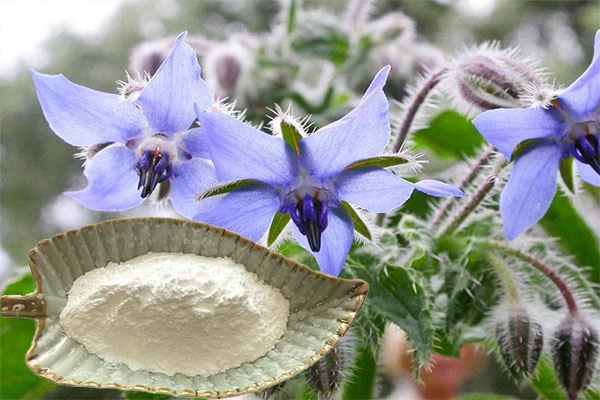 Borage Oil Powder