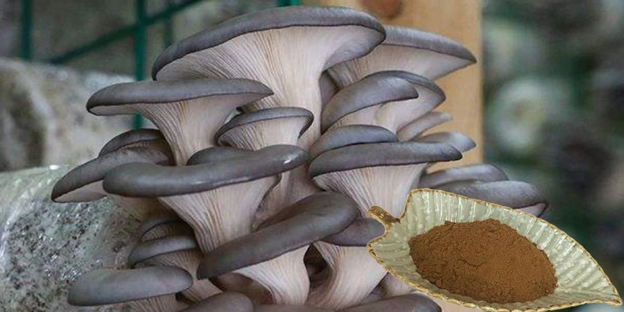 Pleurotus Ostreatus Extract Powder