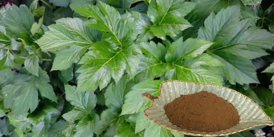 Ashitaba Extract Powder