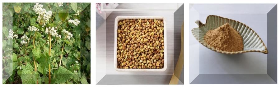 Tartary Buckwheat Extract