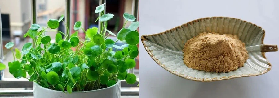 Centella Asiatica Extract Powder for sale Centella Asiatica Extract Powder for sale