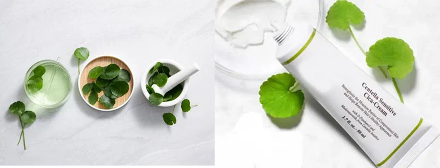 Centella Asiatica Extract Powder manufacturers Centella Asiatica Extract Powder manufacturers