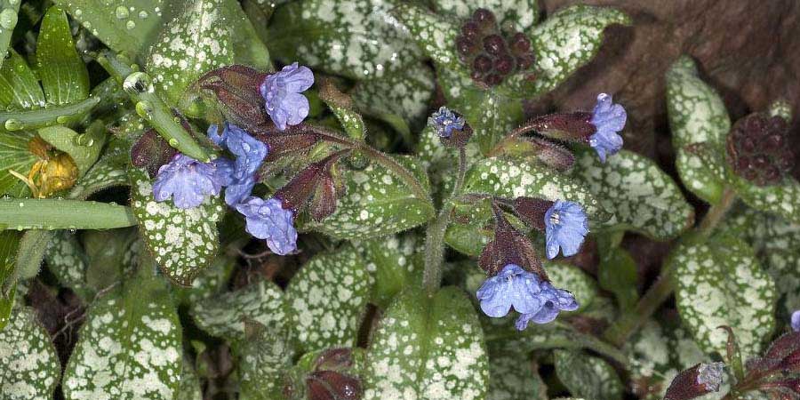 Lungwort Extract Lungwort Extract