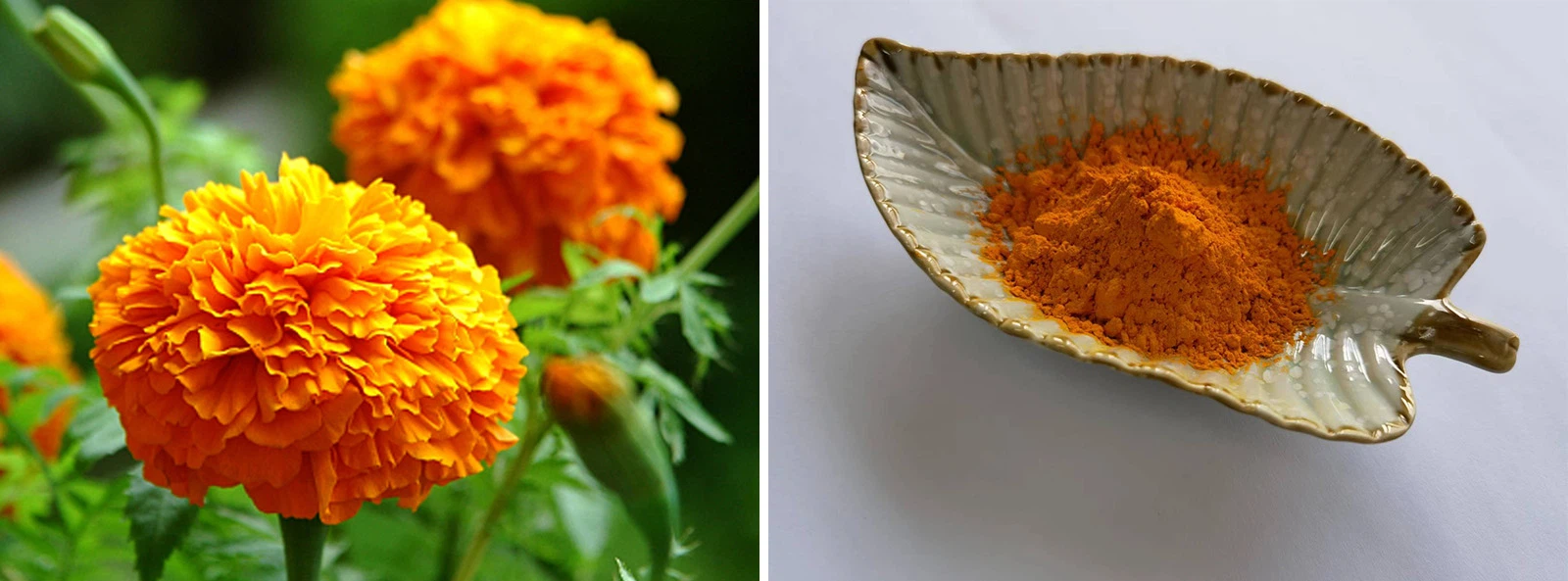 Zeaxanthin Powder Zeaxanthin Powder